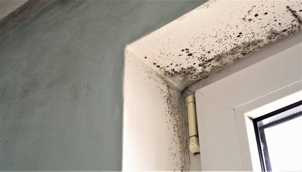 Best Biohazard Mold Removal  in Windy Hills, KY
