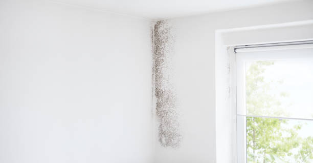 Best Attic Mold Removal  in Windy Hills, KY