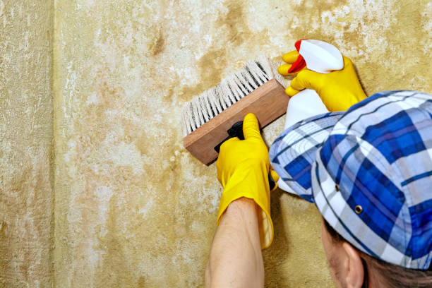 Best Mold Remediation for Vacation Homes  in Windy Hills, KY