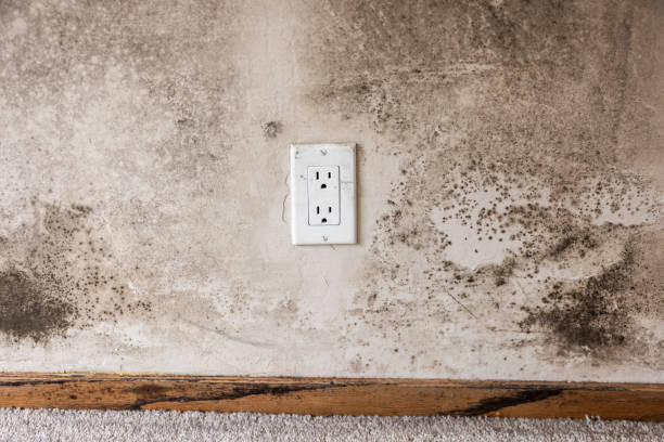 Best Crawl Space Mold Remediation  in Windy Hills, KY