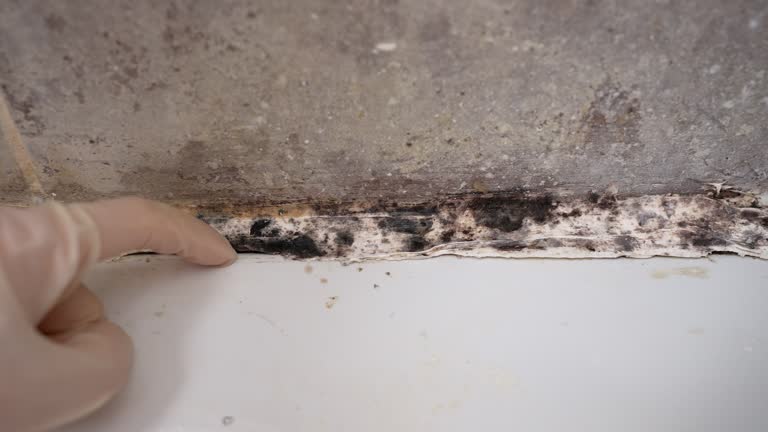 Mold Odor Removal Services in Windy Hills, KY
